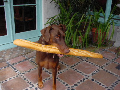 Dog baguette