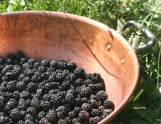 Blackberries